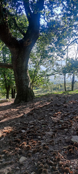 À la découverte de Suhalmendi à Sare : Une randonnée au cœur des terres d'élevage du porc basque de Kintoa