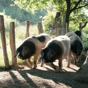 Le porc basque de Kintoa en hiver : Au cœur de la tradition et du terroir